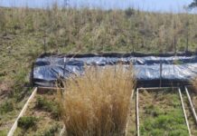 Covering the Soil: What’s Best?